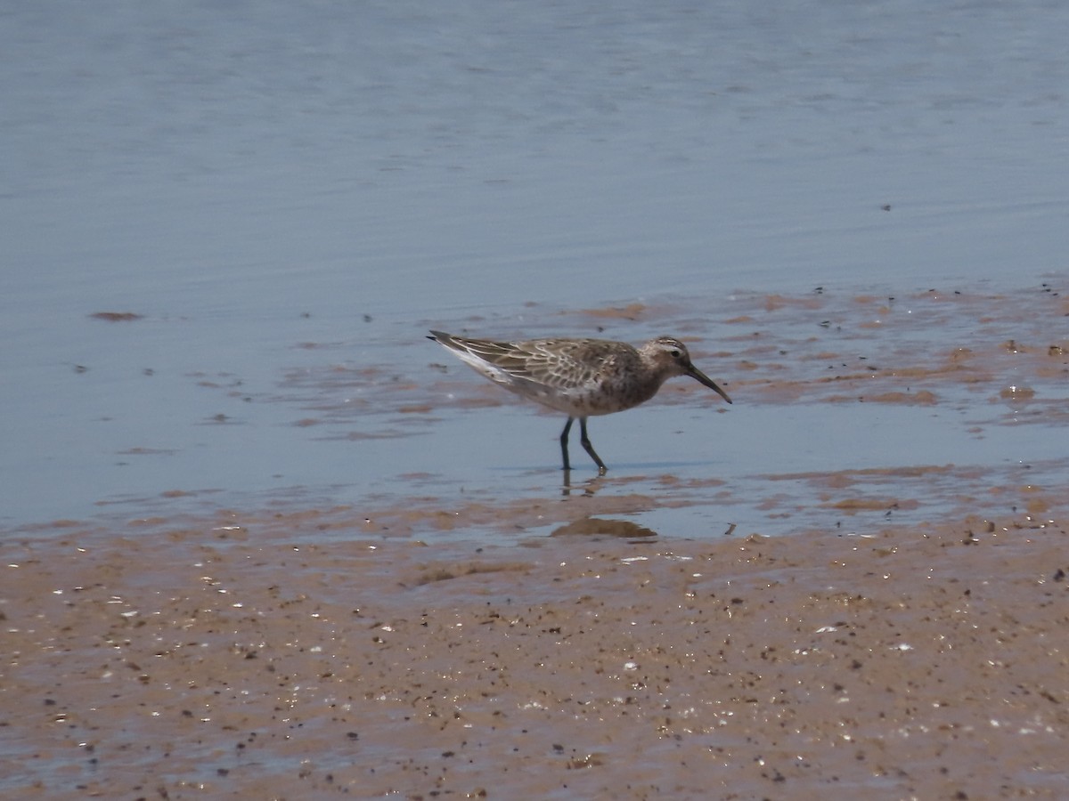 Curlew Sandpiper - ML617887798