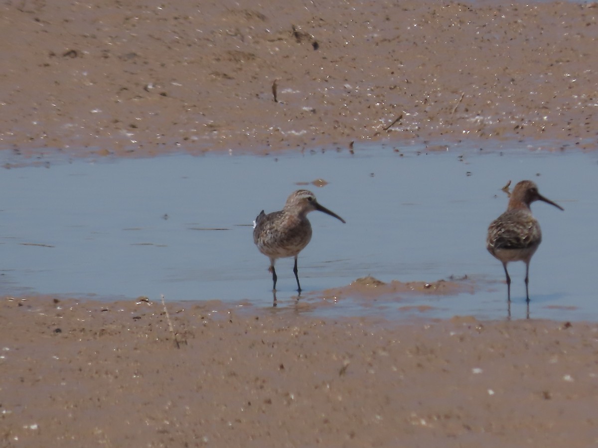 Curlew Sandpiper - ML617887800