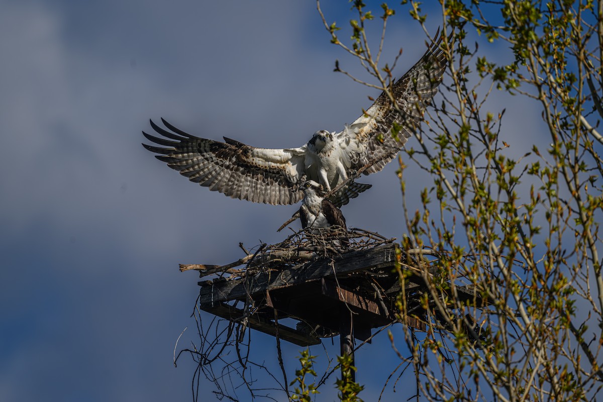 Osprey - ML617887824