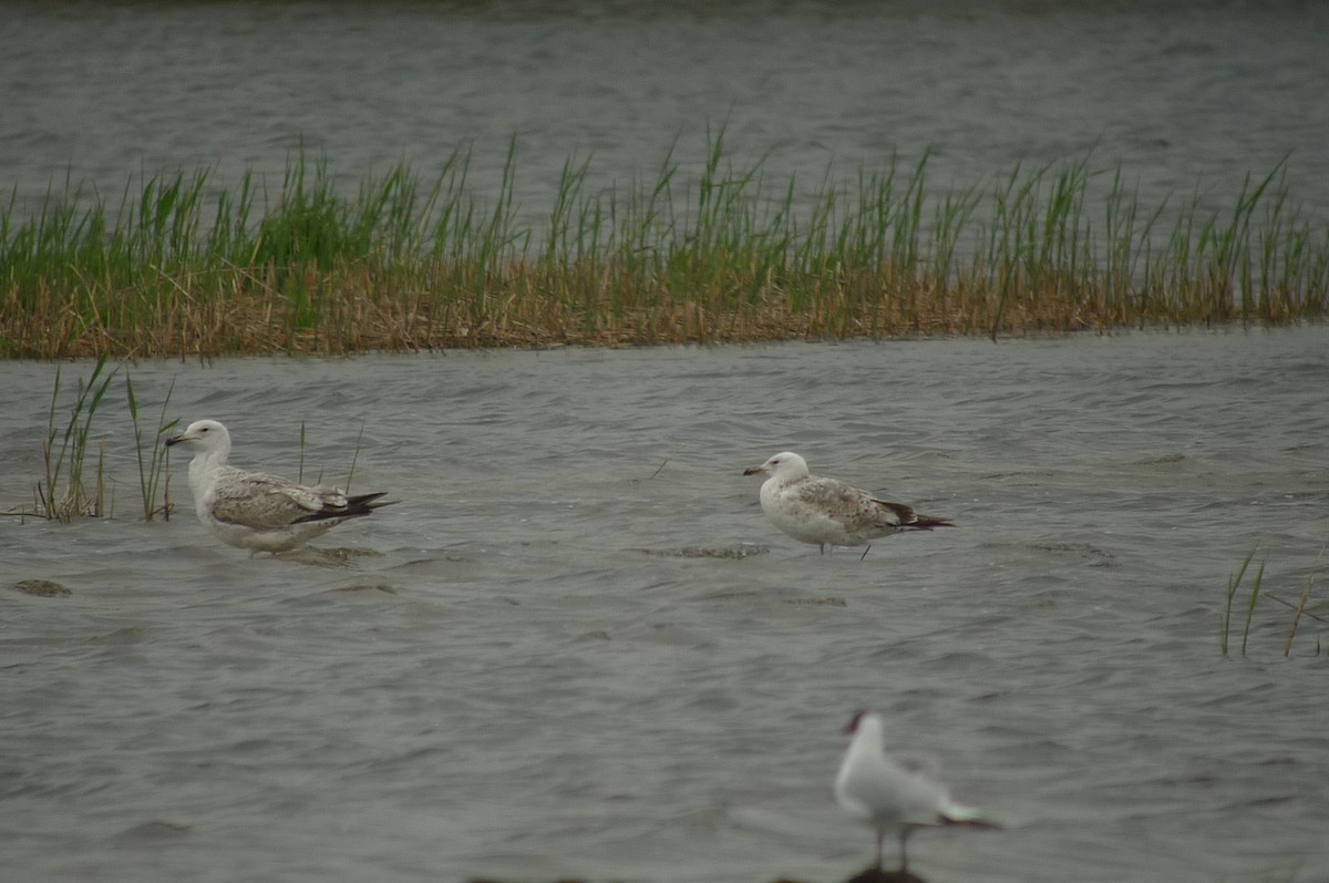 Caspian Gull - Simon Warford