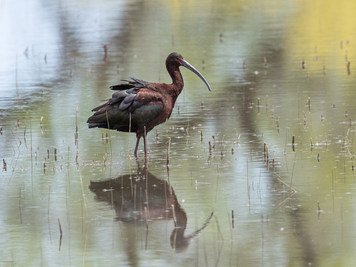 White-faced Ibis - Nancy Schutt