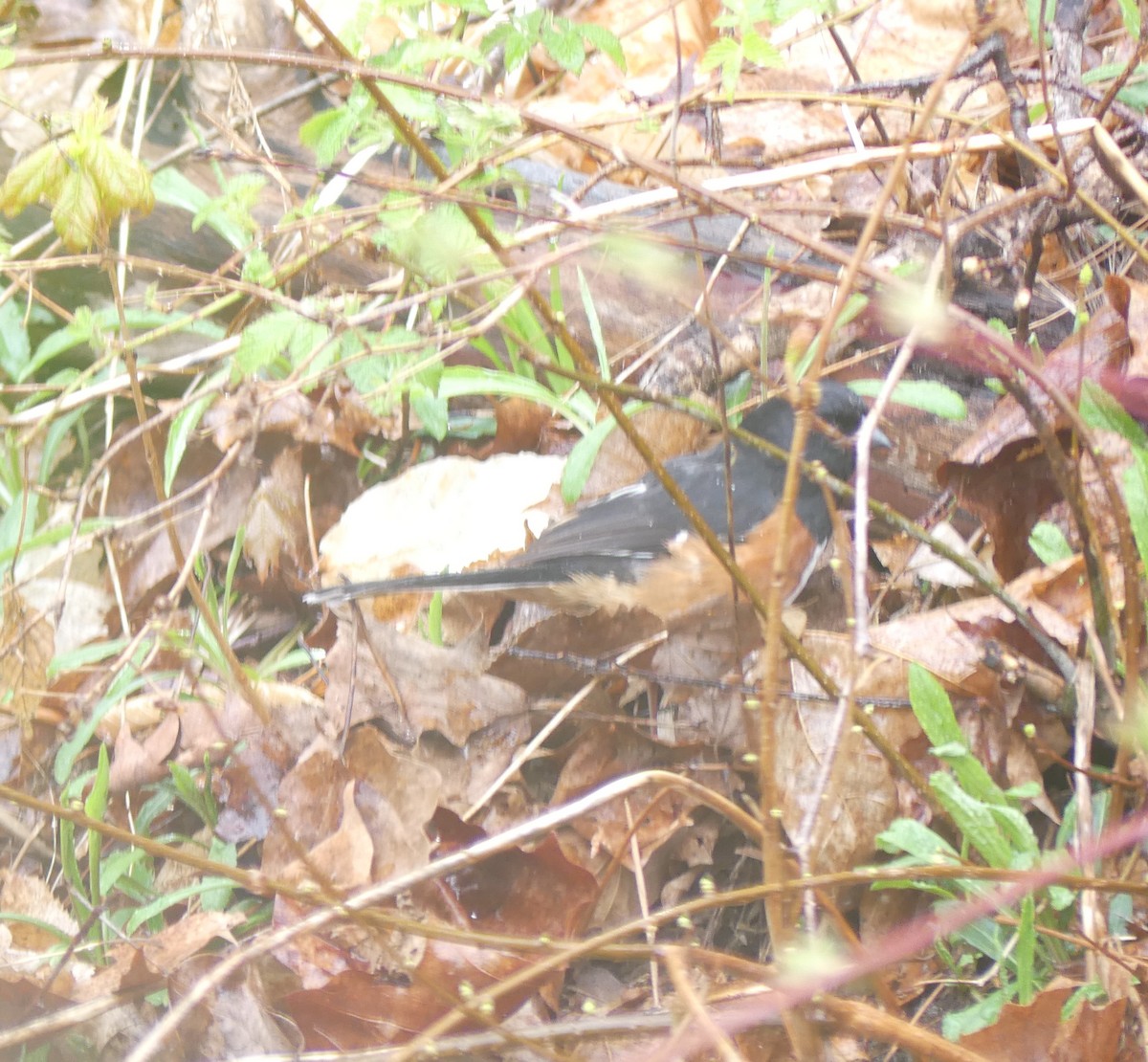 Eastern Towhee - ML617887851