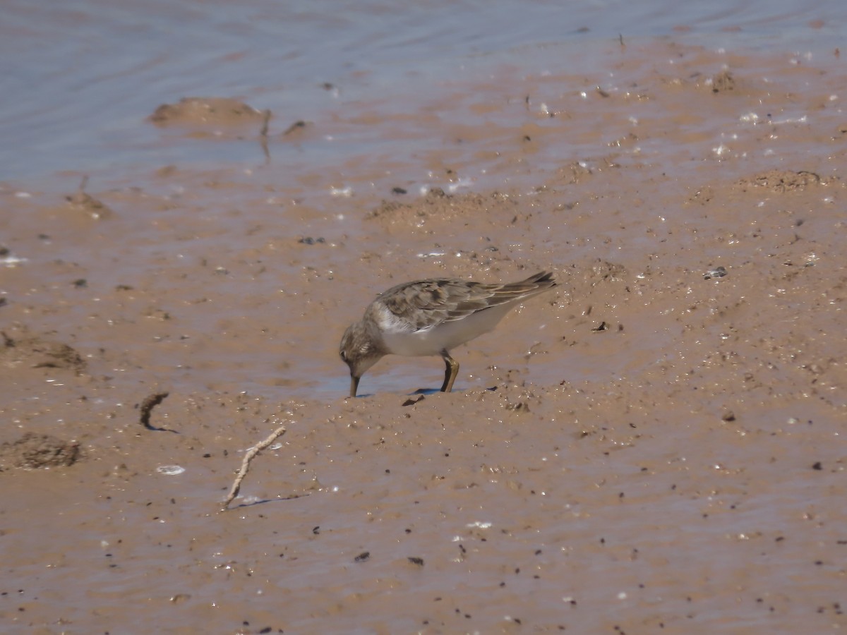 Temminck's Stint - ML617887883