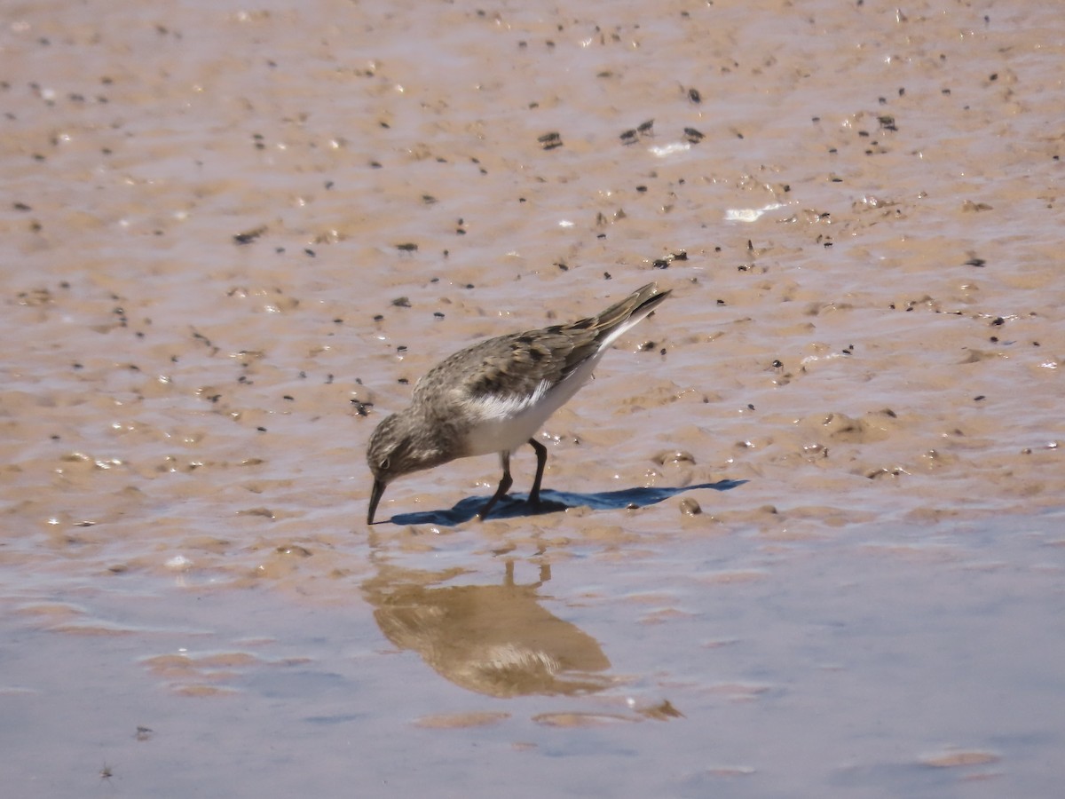 Temminckstrandläufer - ML617887885