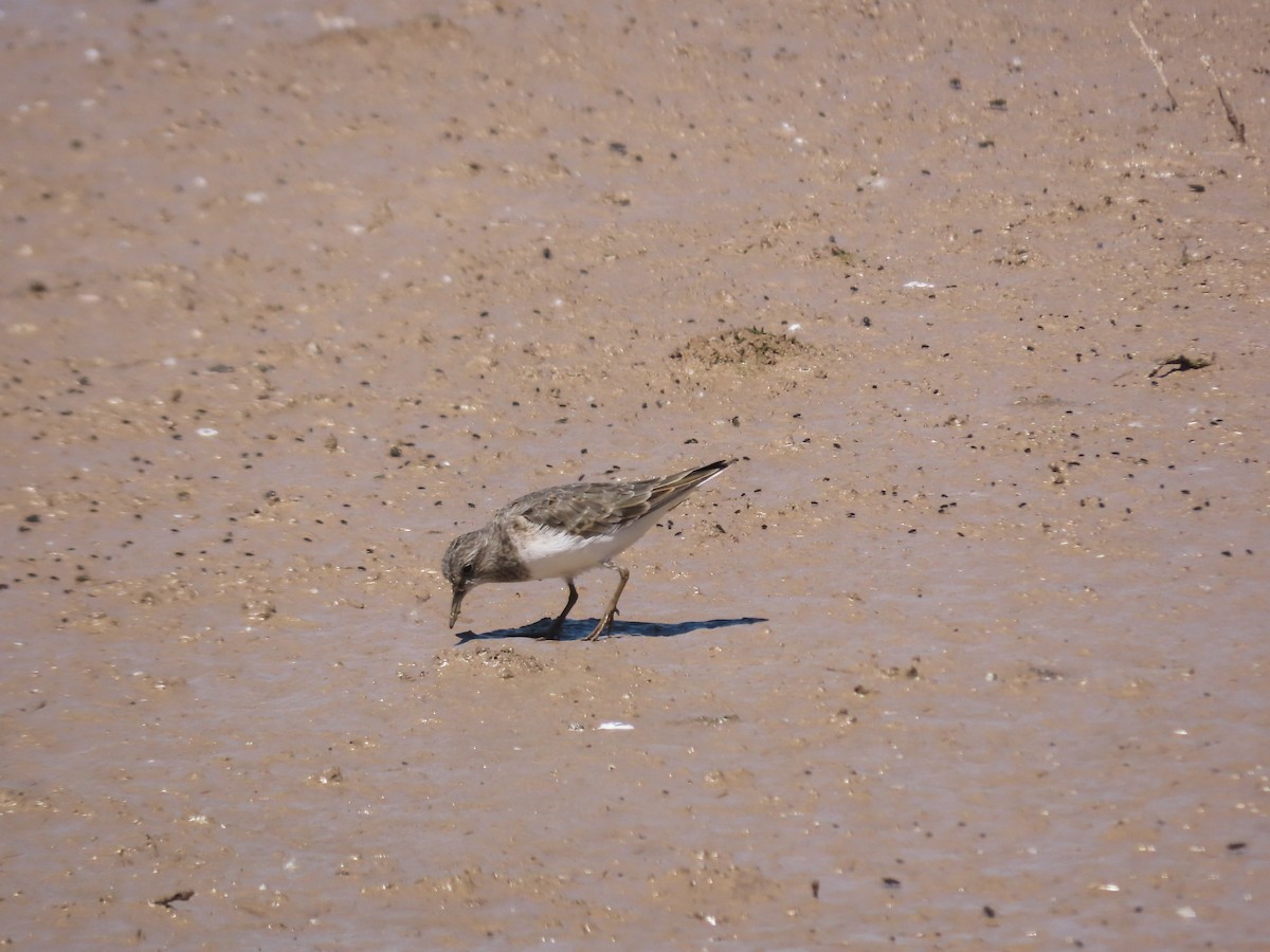 Temminckstrandläufer - ML617887886