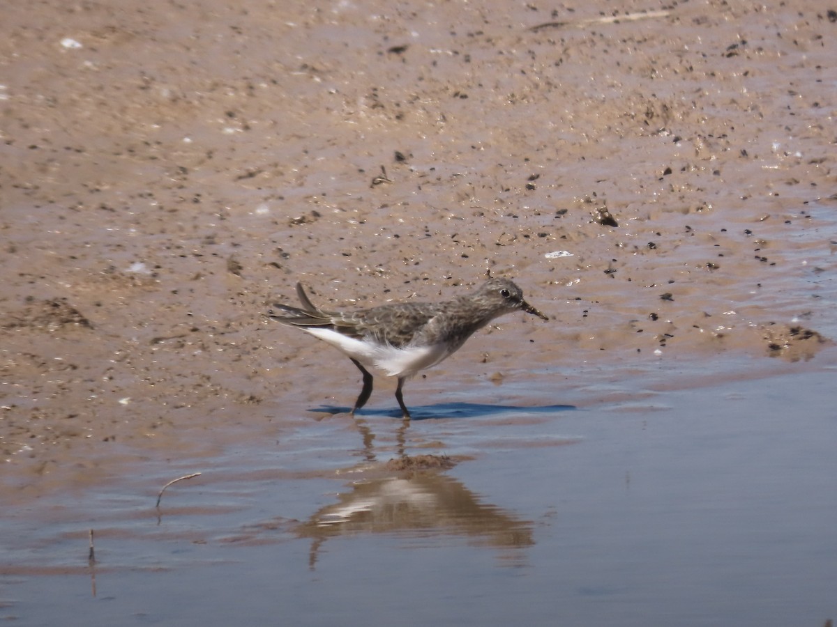 Temminck's Stint - Pablo Pascual