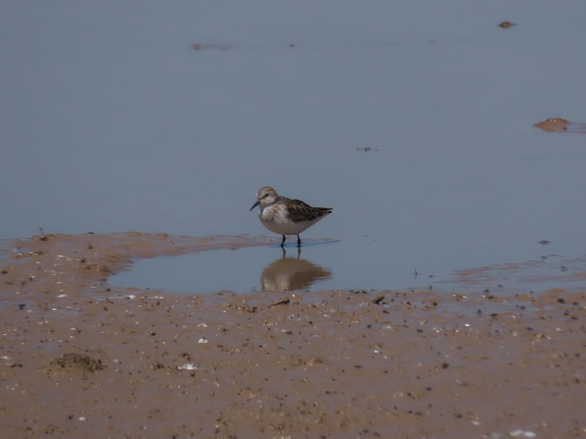 Little Stint - ML617887918