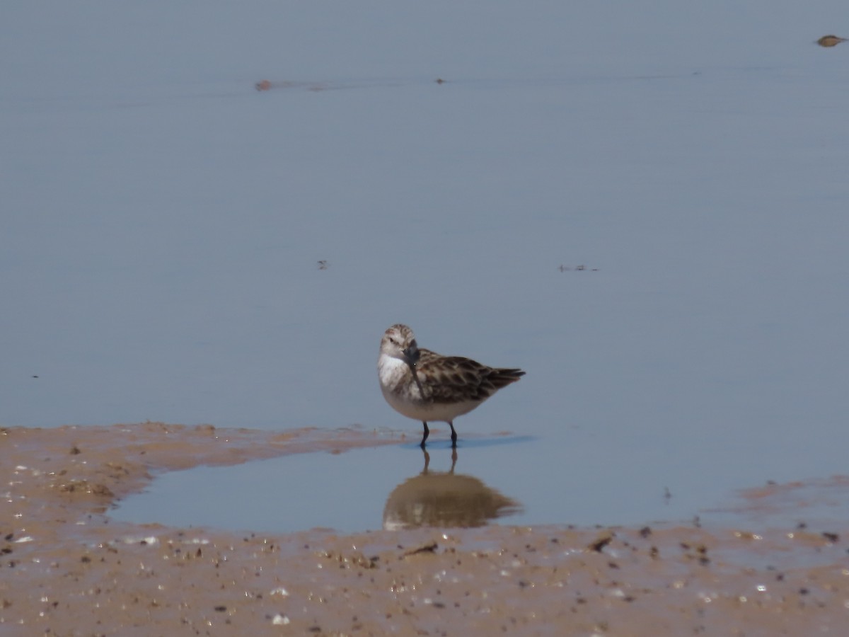 Little Stint - ML617887919