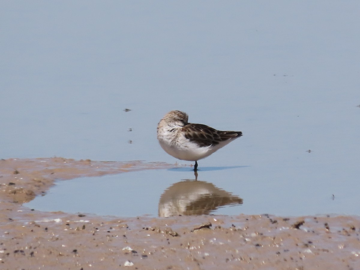 Little Stint - ML617887920