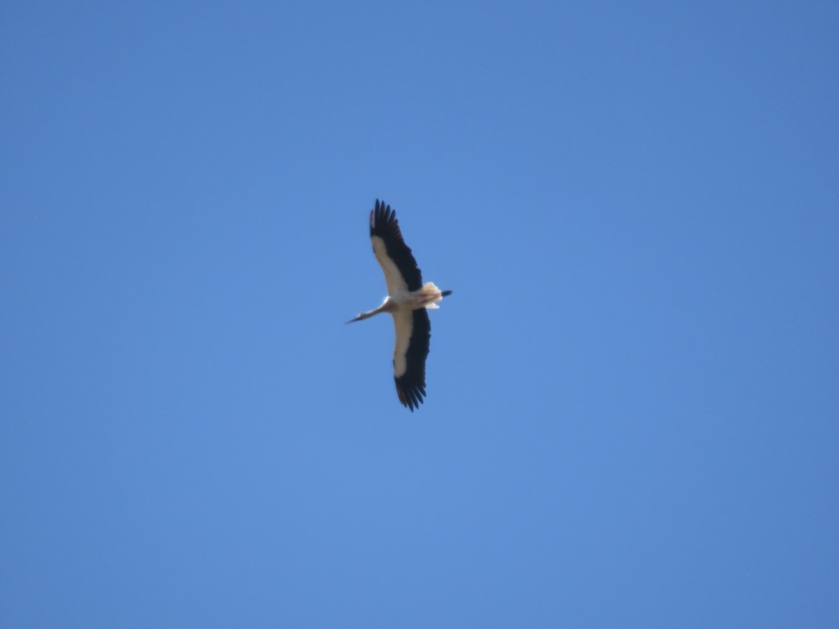 White Stork - ML617887926