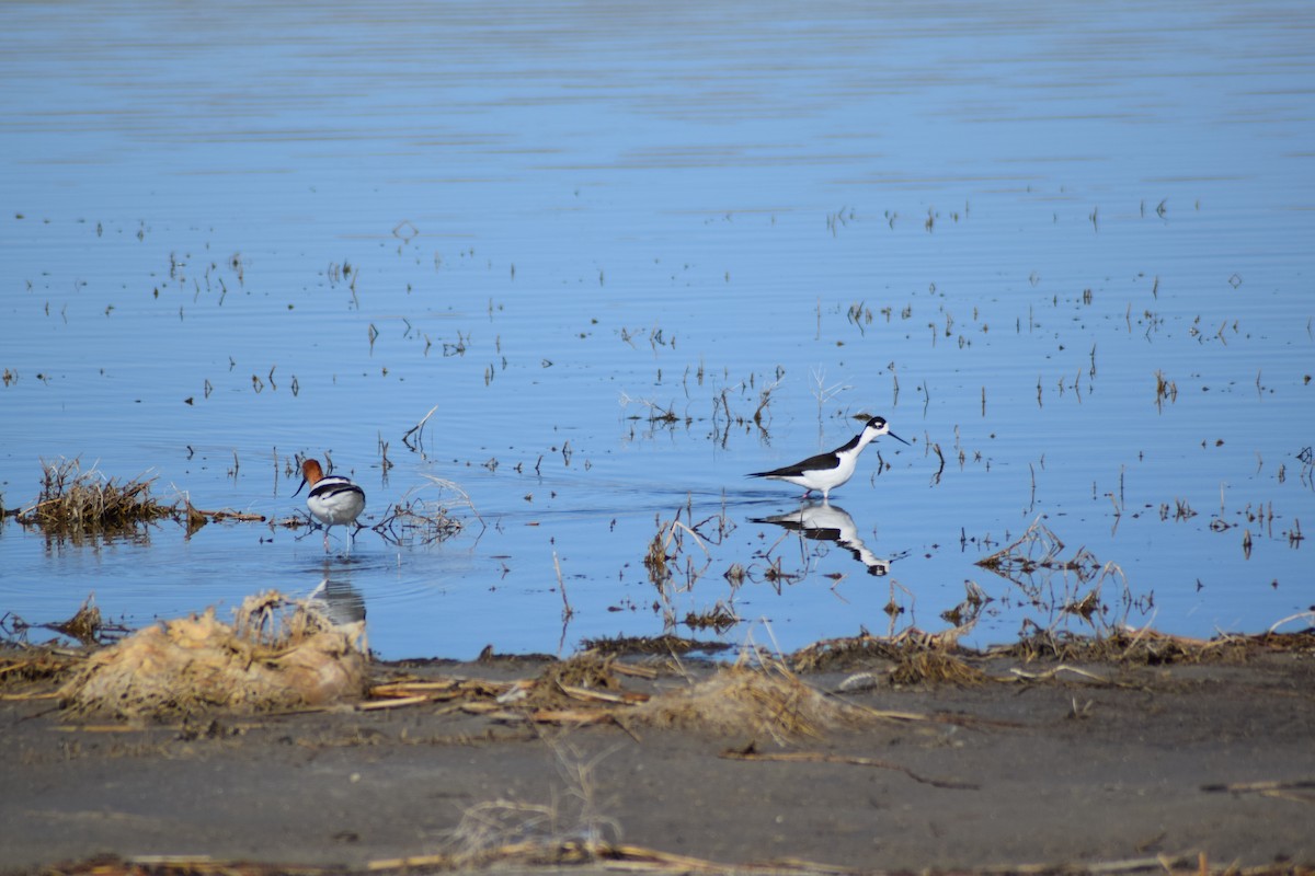 Black-necked Stilt - ML617887941