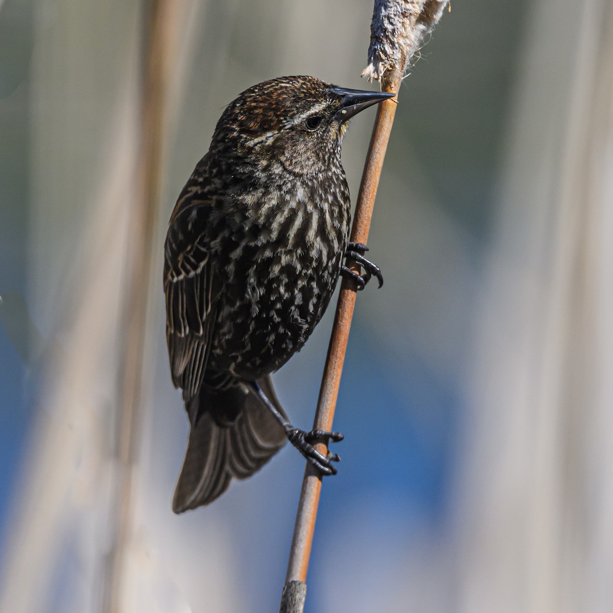 Red-winged Blackbird - Bruce Kennedy