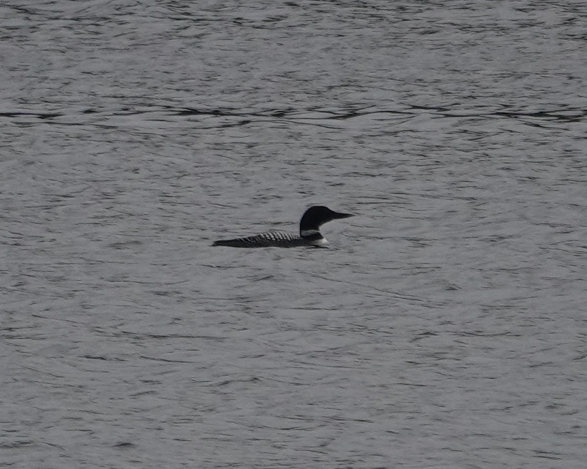 Common Loon - ML617887964