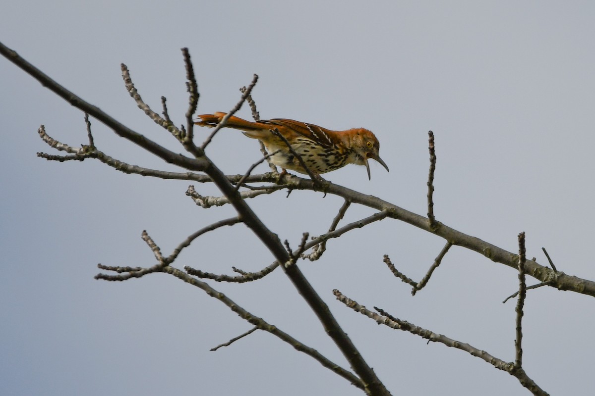 Brown Thrasher - ML617887976