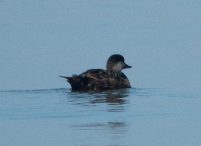 Black Scoter - Patrick Nielsen