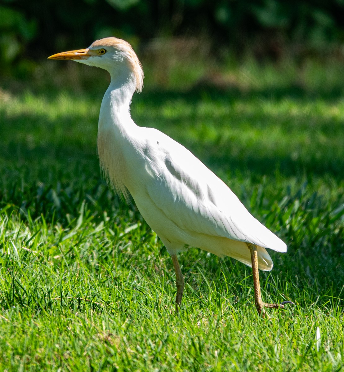 Египетская цапля (ibis) - ML617888014