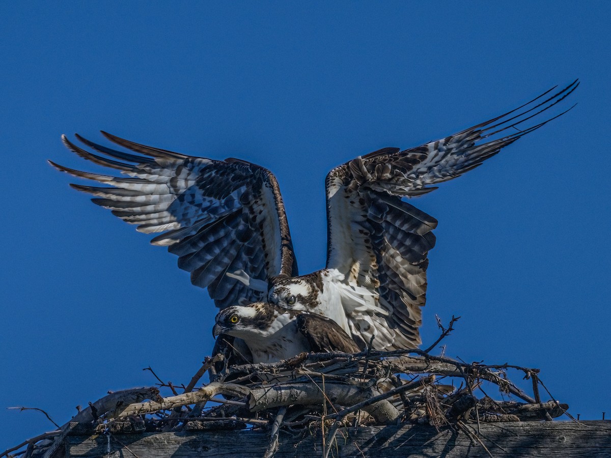 Osprey - Bruce Kennedy