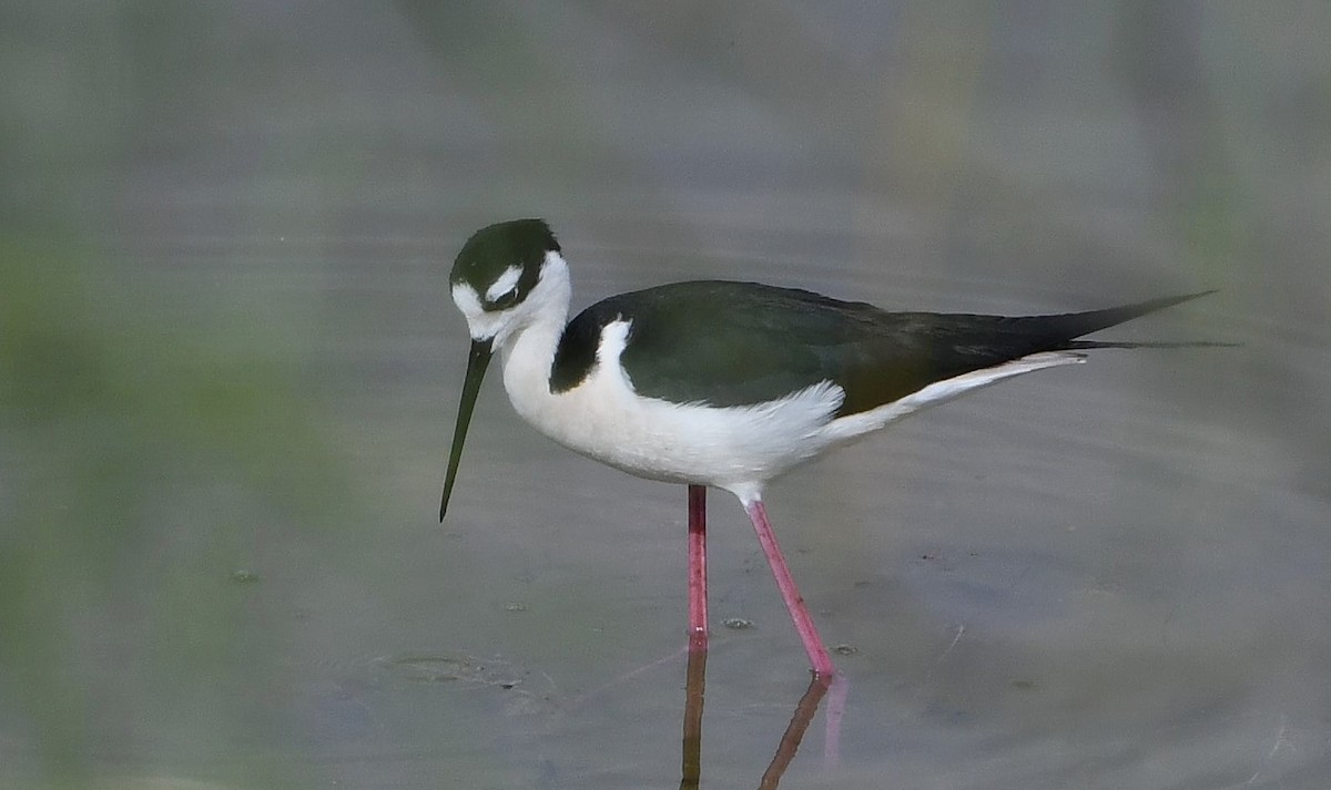 Black-necked Stilt - ML617888023