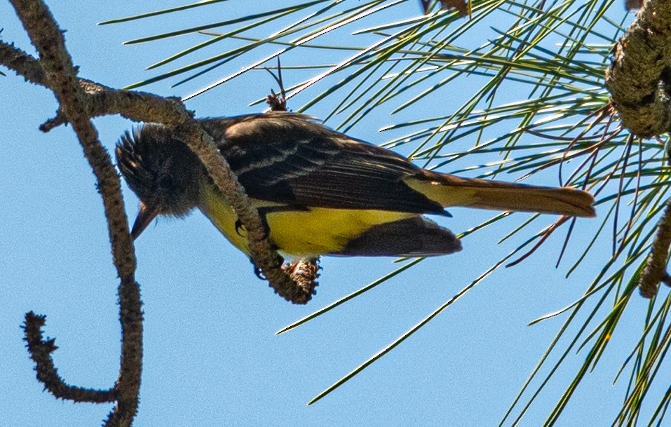 Great Crested Flycatcher - ML617888048