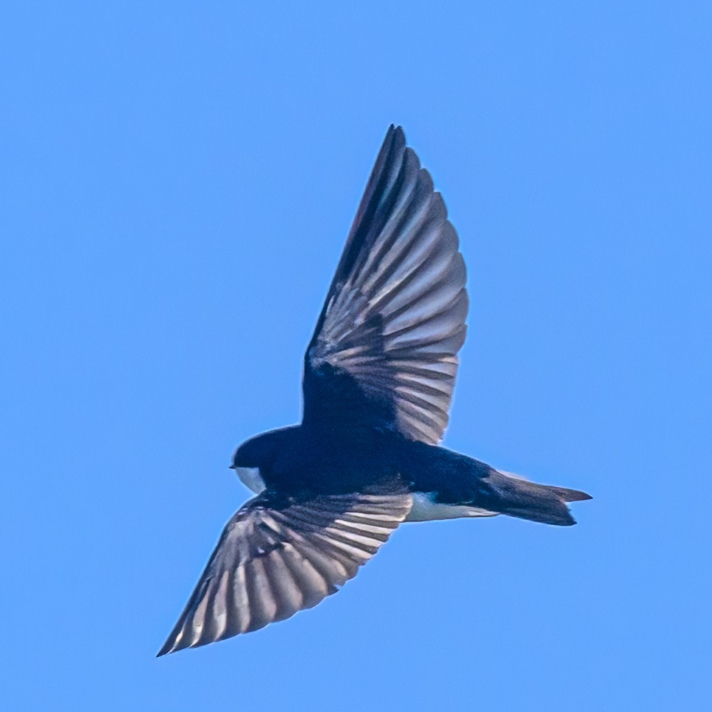 Tree Swallow - Bruce Kennedy