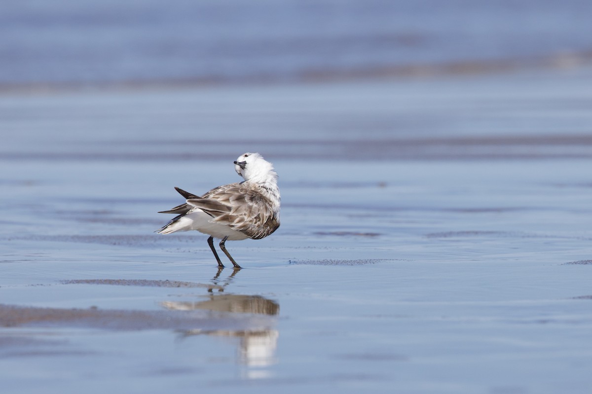 Bécasseau sanderling - ML617888066