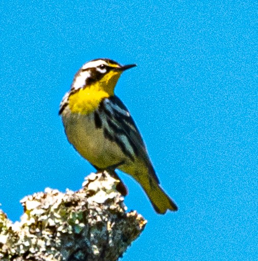 Yellow-throated Warbler - Patrick Nielsen