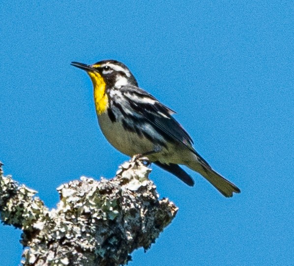 Yellow-throated Warbler - Patrick Nielsen