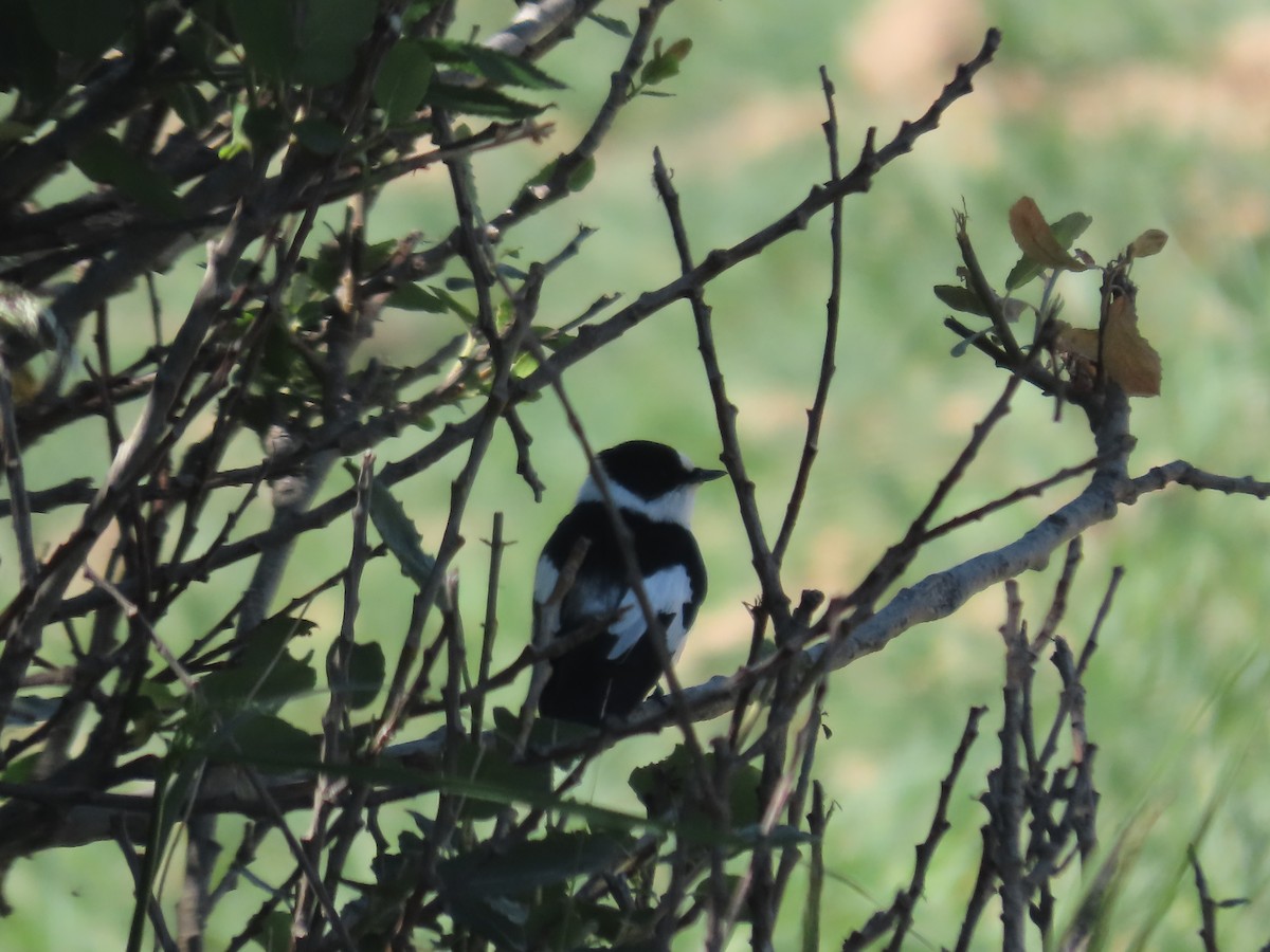 Collared Flycatcher - Pablo Pascual