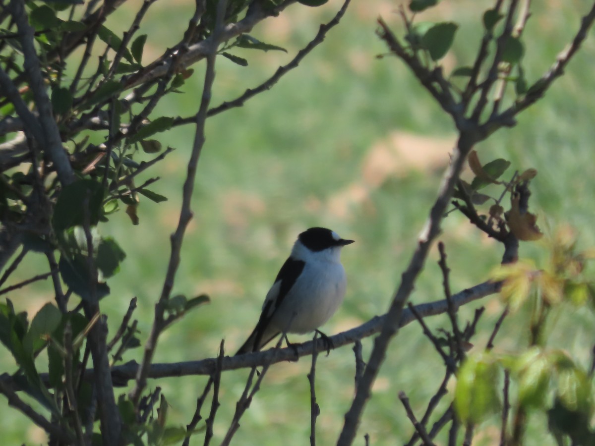 Collared Flycatcher - ML617888088