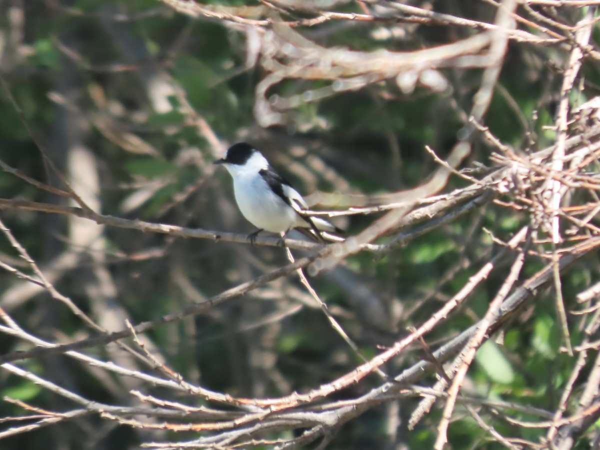 Collared Flycatcher - Pablo Pascual