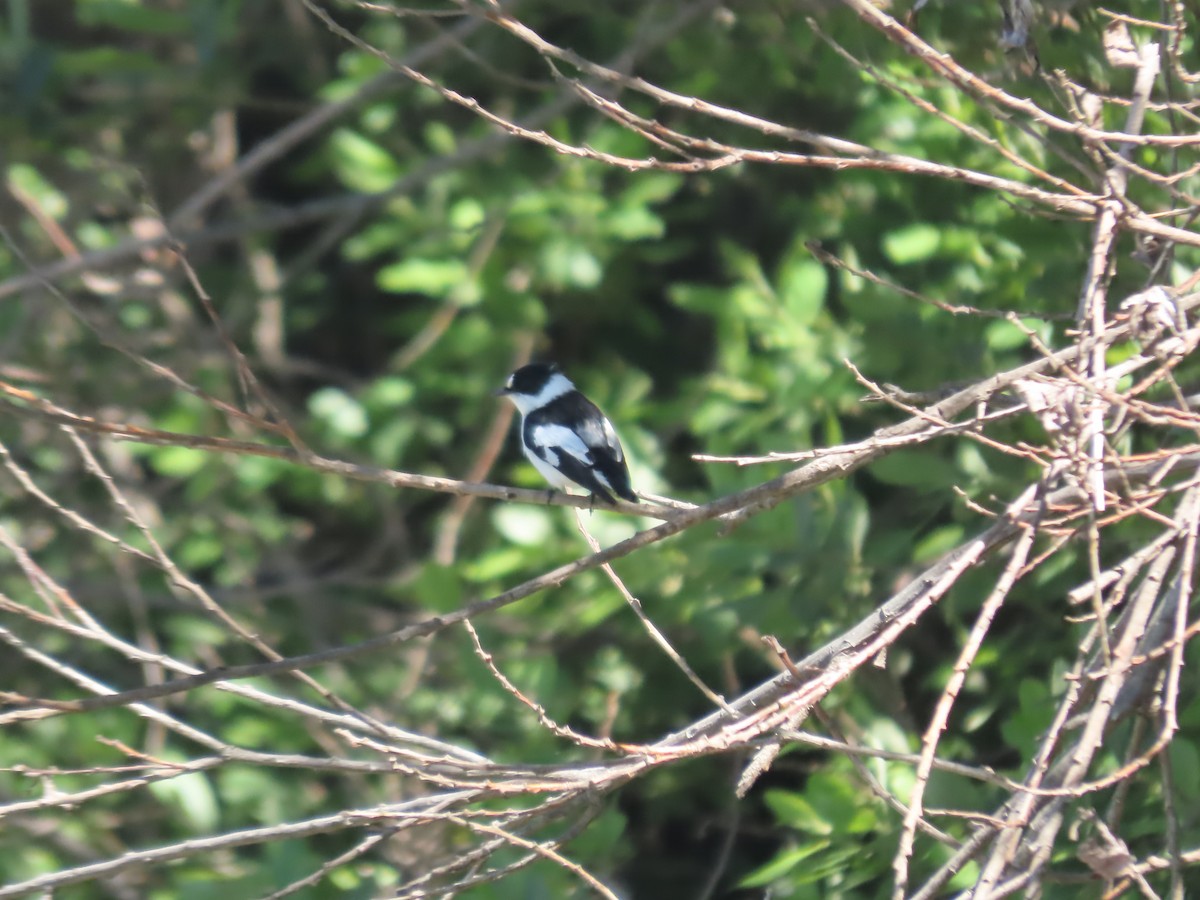 Collared Flycatcher - Pablo Pascual