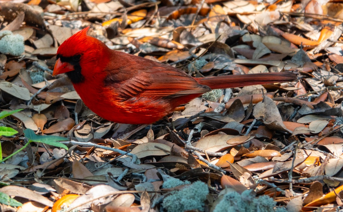 Cardinal rouge - ML617888091