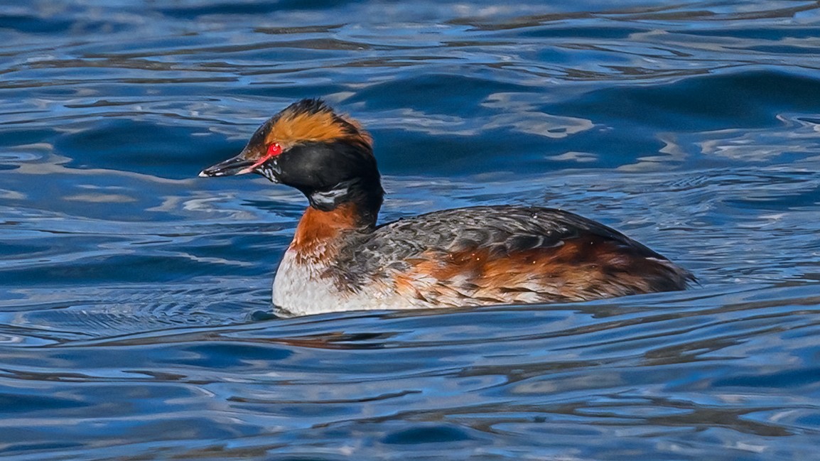 Horned Grebe - Bruce Kennedy