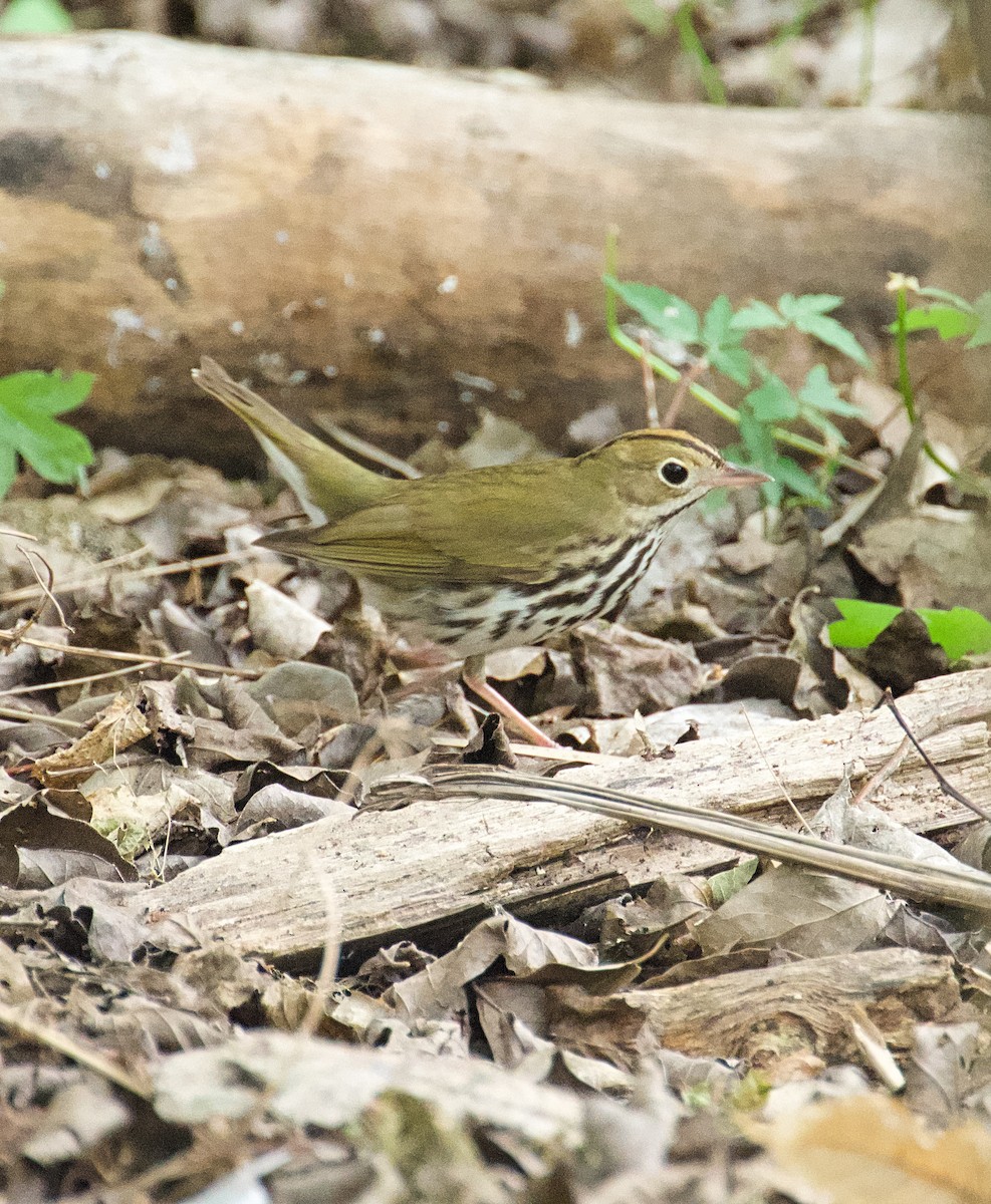 Ovenbird - Larry Wielgot