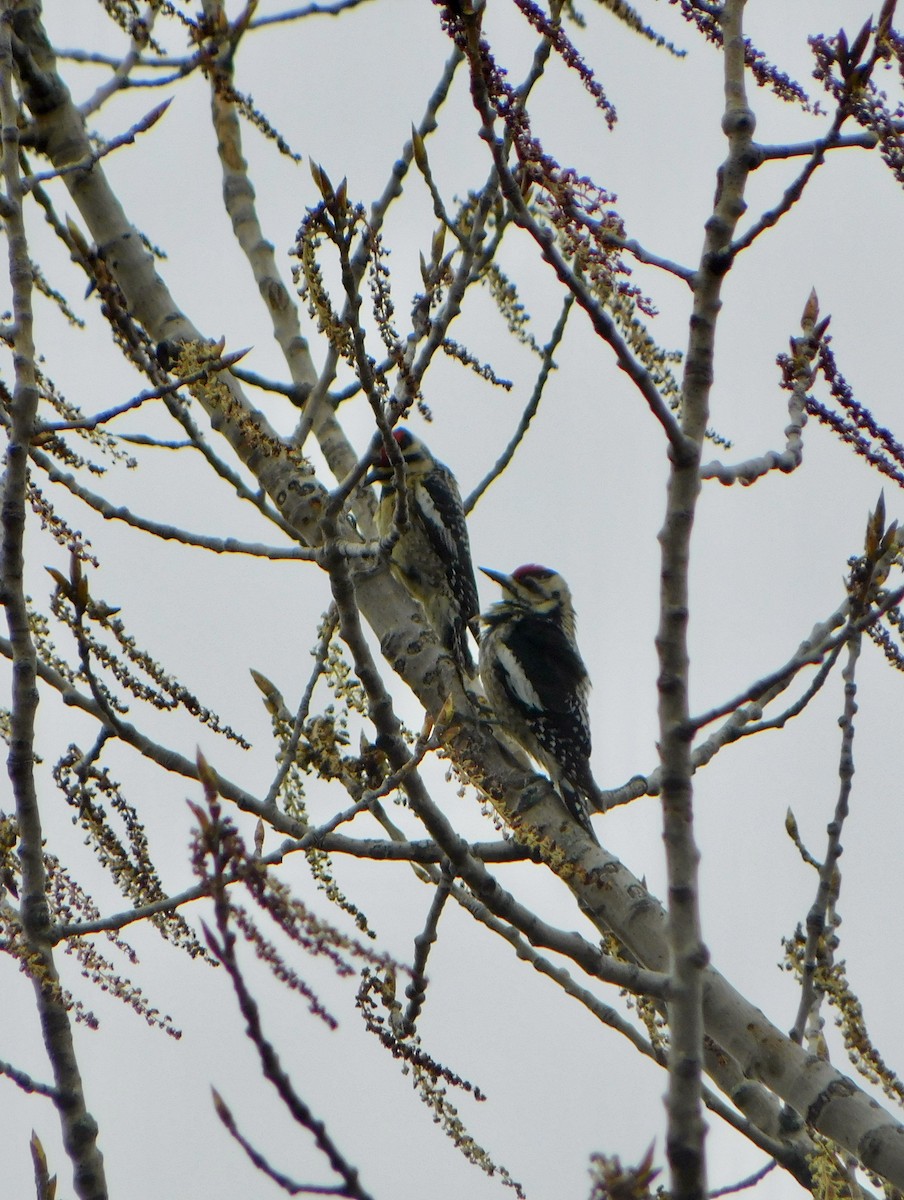 Yellow-bellied Sapsucker - Tim E.