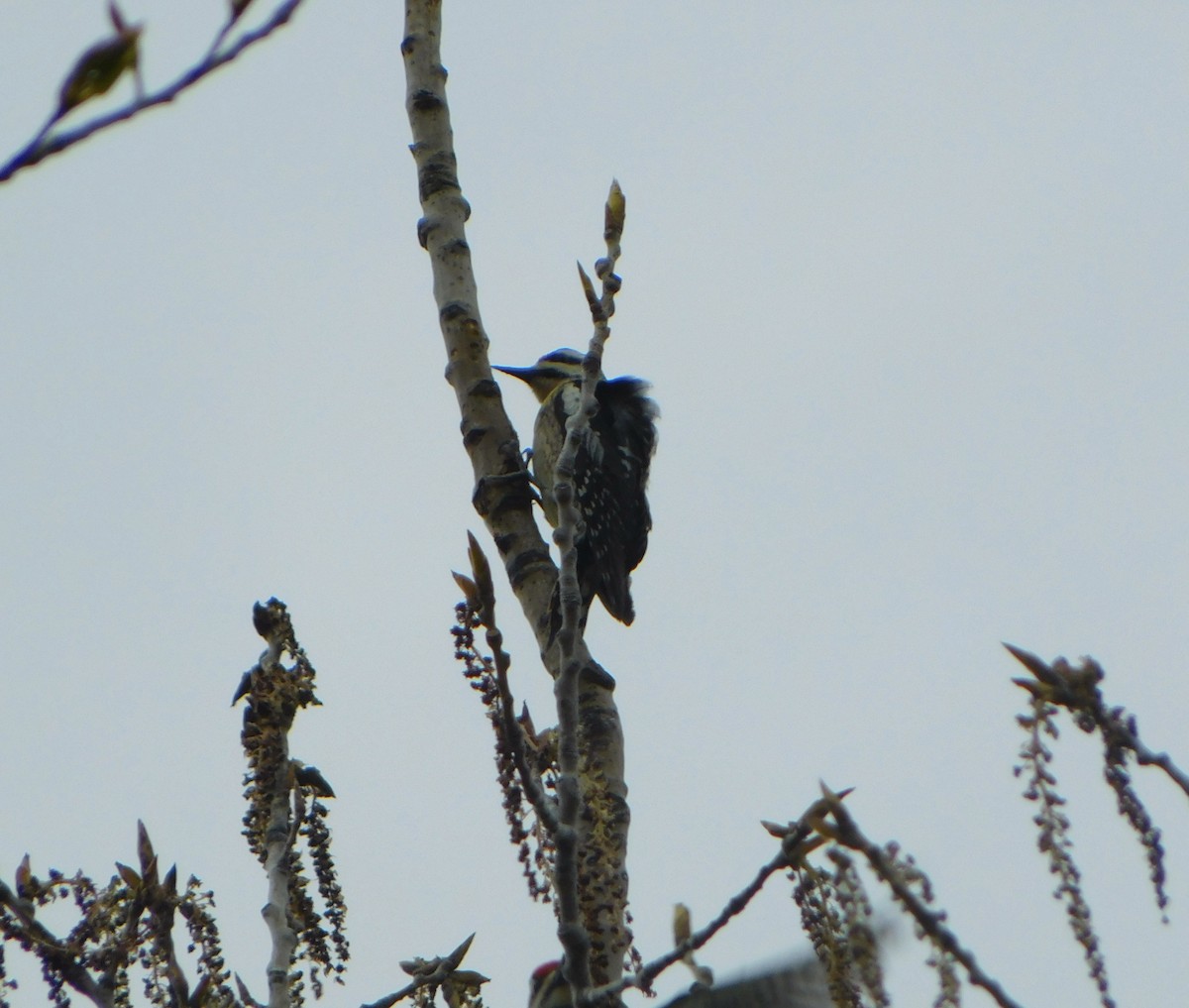 Yellow-bellied Sapsucker - Tim E.