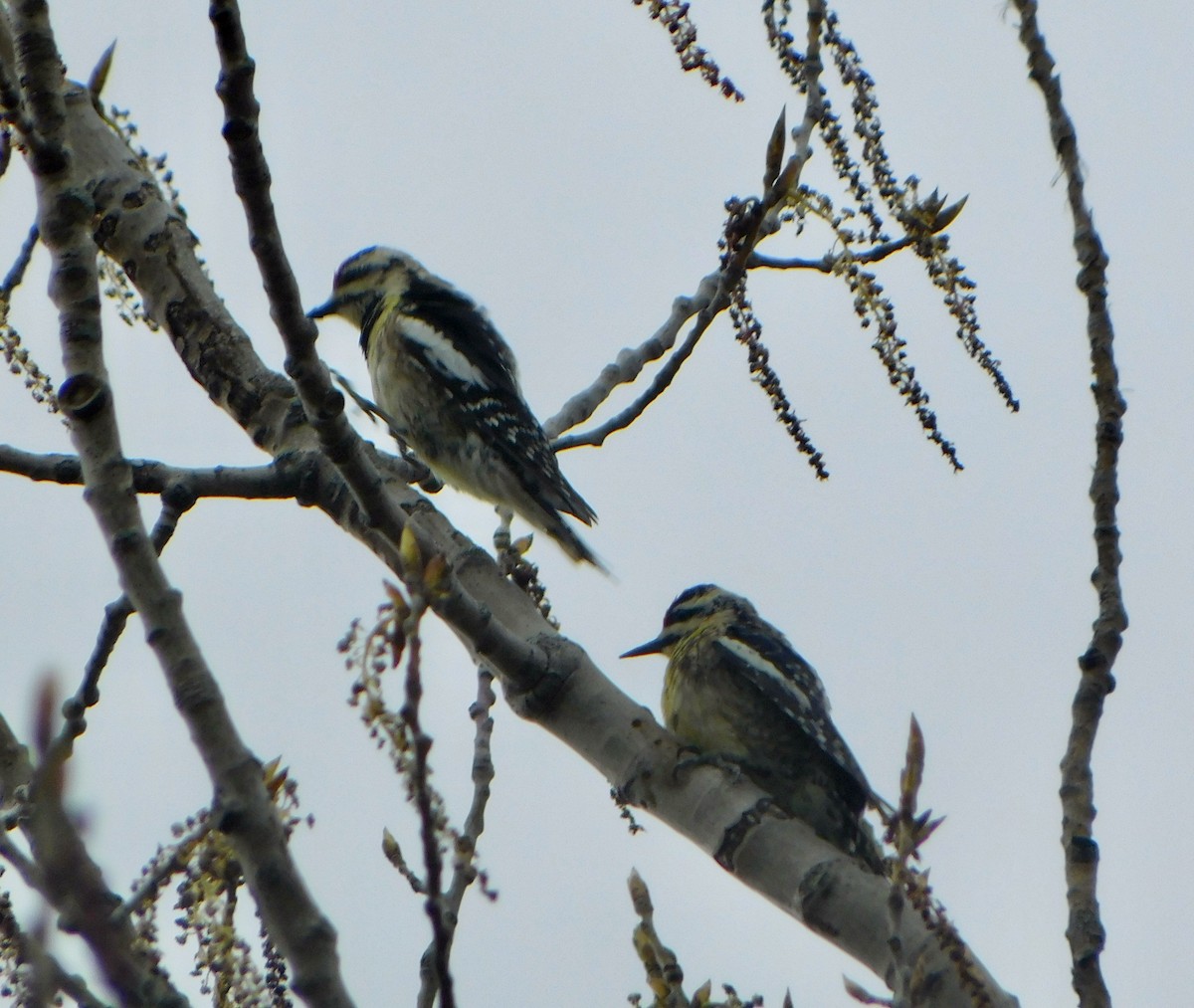 Yellow-bellied Sapsucker - Tim E.