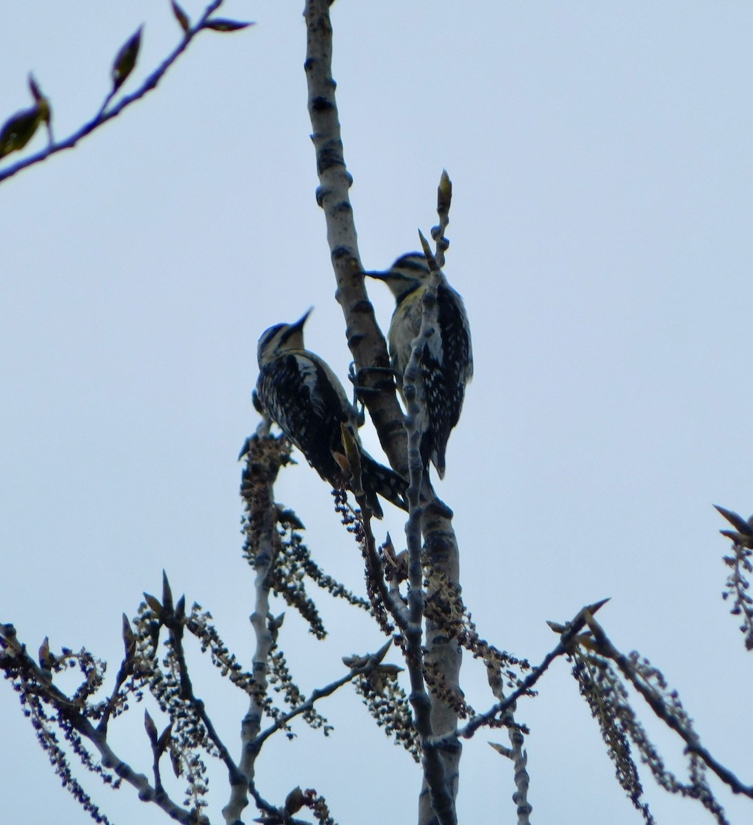 Yellow-bellied Sapsucker - Tim E.