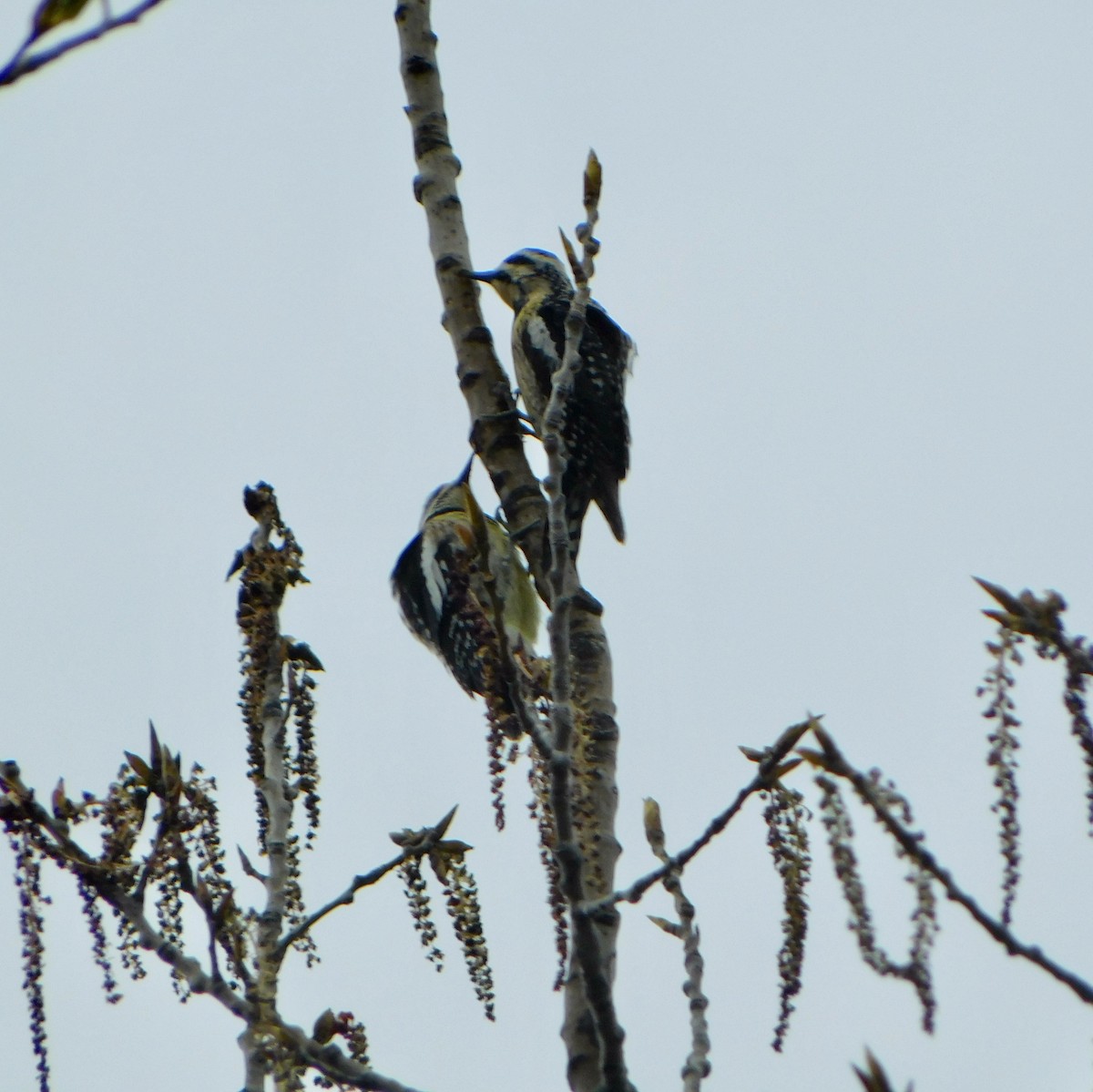 Yellow-bellied Sapsucker - Tim E.