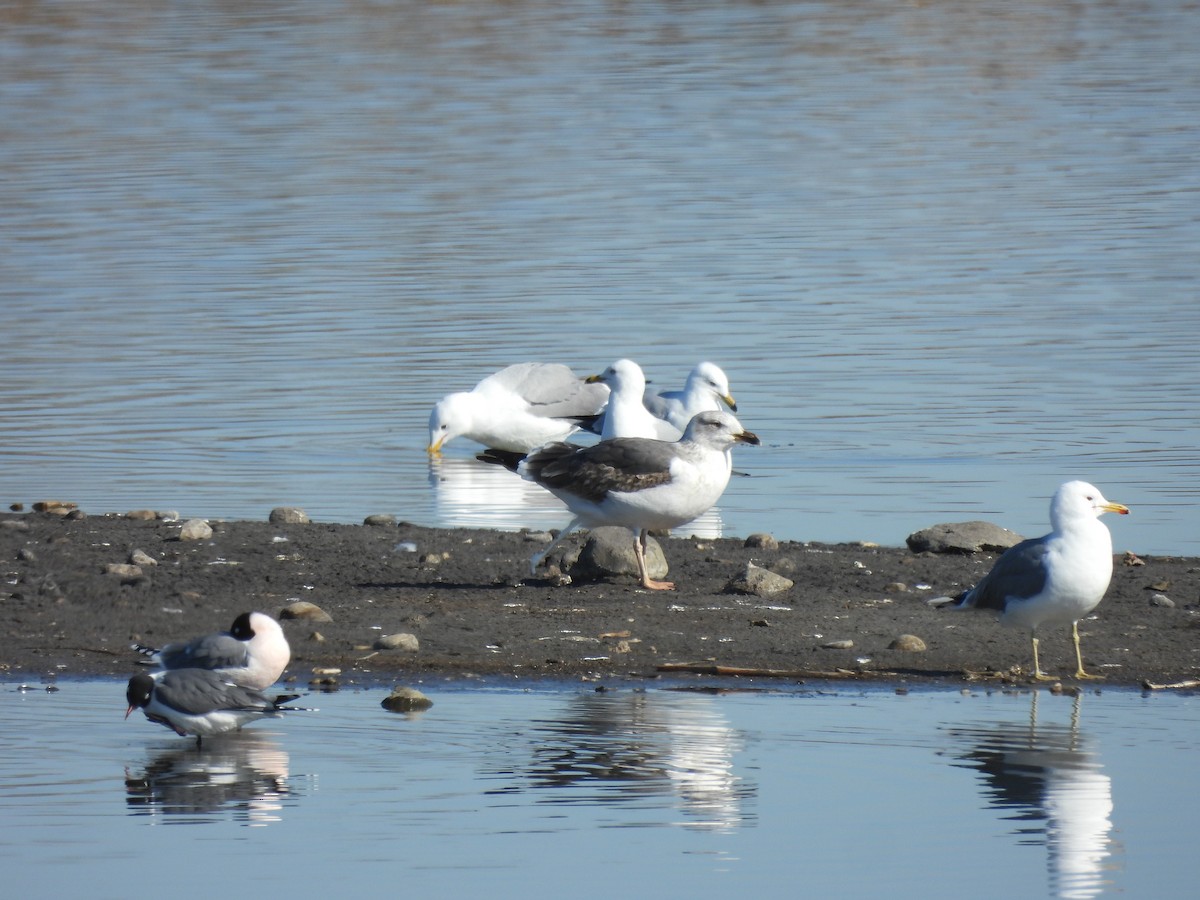 小黑背鷗 - ML617888153