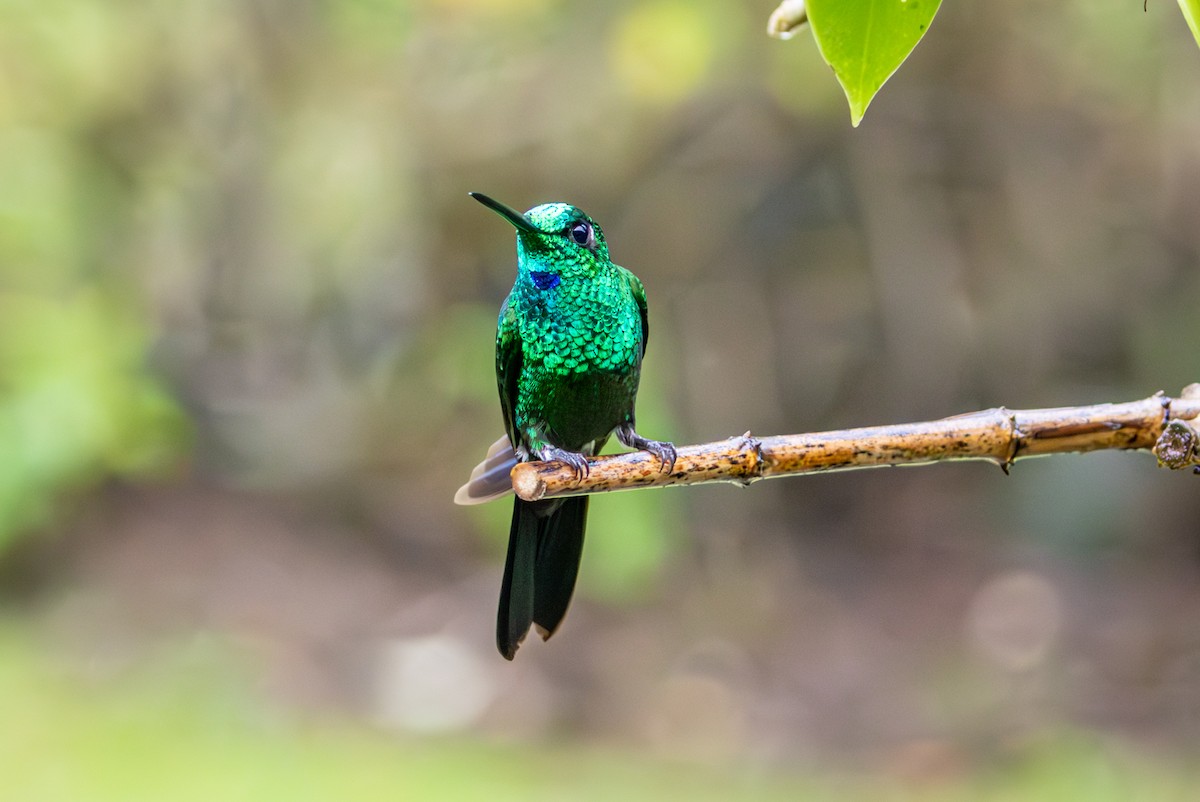 Grünstirn-Brillantkolibri - ML617888154