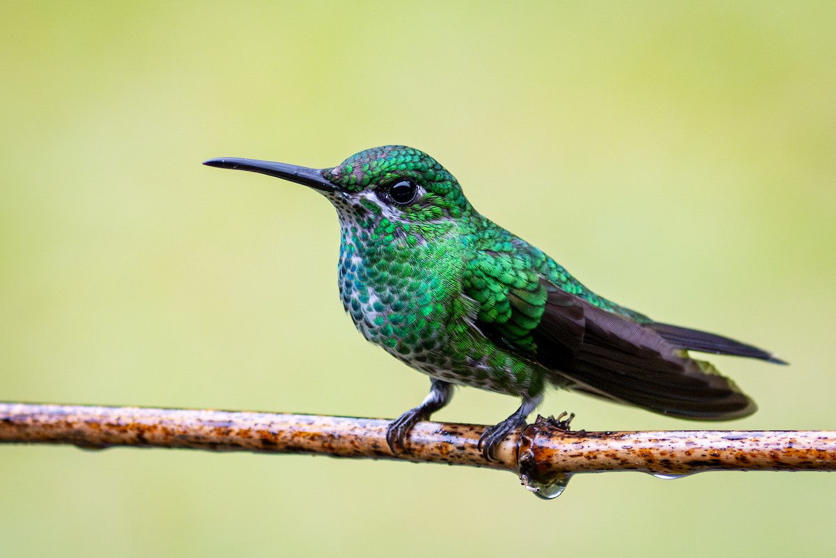 Grünstirn-Brillantkolibri - ML617888156