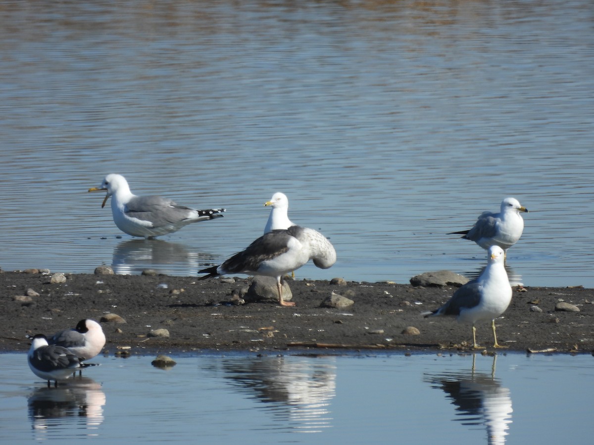 Lesser Black-backed Gull - ML617888159