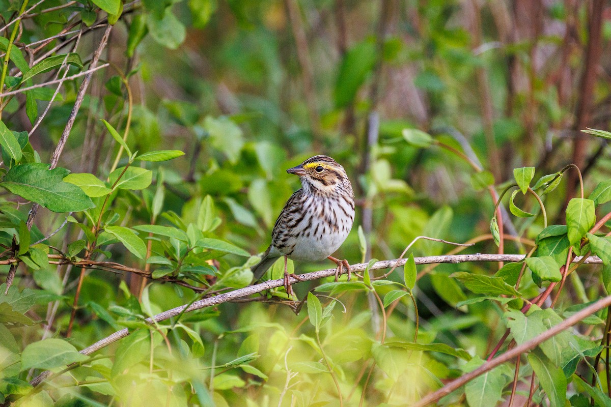 Savannah Sparrow - Leena McCluney