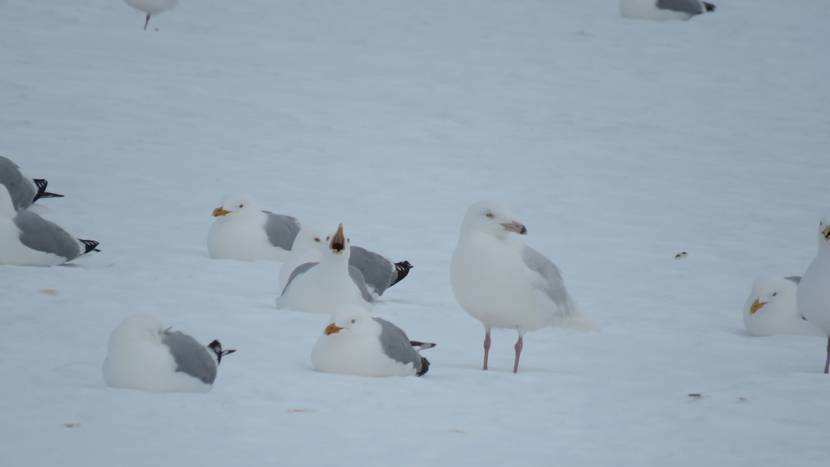 Glaucous Gull - ML617888216