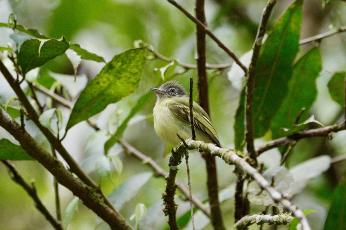 Yellow-olive Flatbill - Paul Petrus