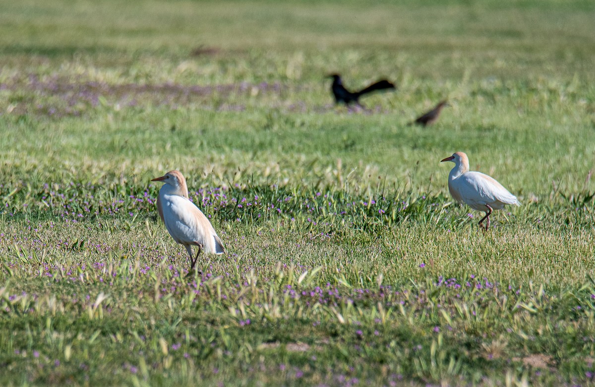 Чапля єгипетська (підвид ibis) - ML617888282