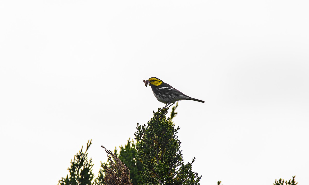 Golden-cheeked Warbler - Austin Hess