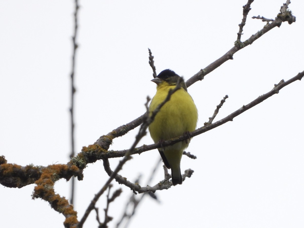 Lesser Goldfinch - MIck Griffin