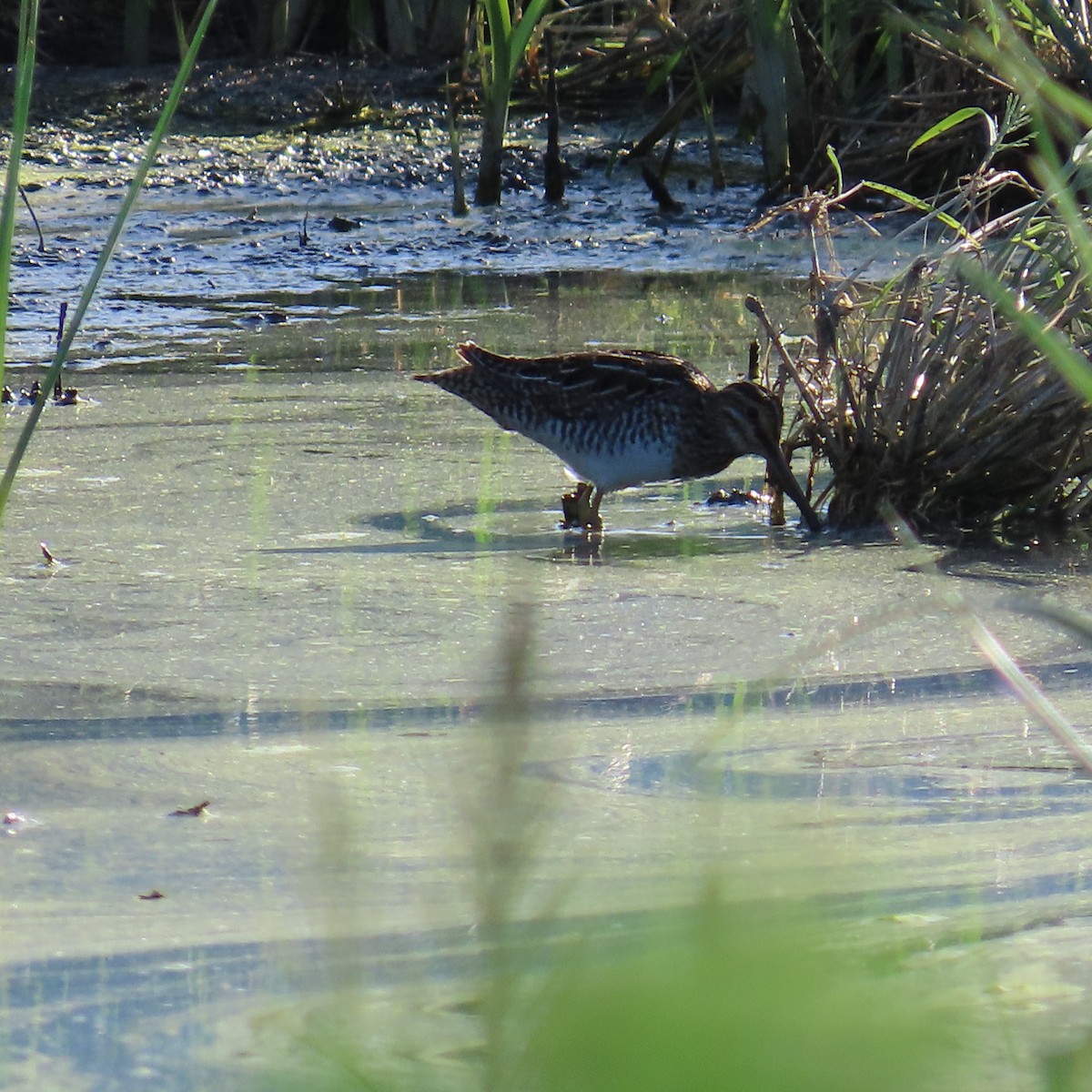 Wilson's Snipe - ML617888361